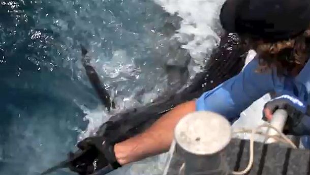 VIDEO: Hot sailfish action!